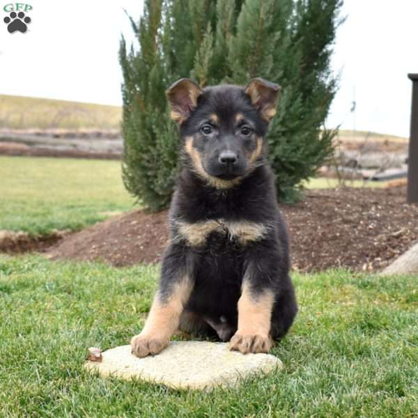 Cadet, German Shepherd Puppy