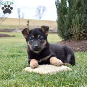 Cadet, German Shepherd Puppy