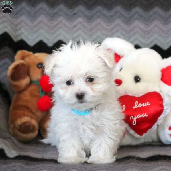 Caleb, Maltese Puppy