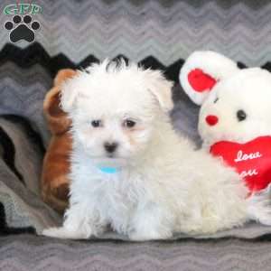 Caleb, Maltese Puppy
