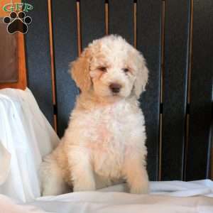 Caleb, Goldendoodle Puppy