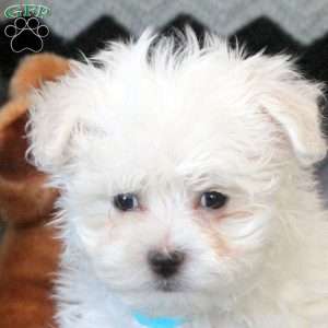 Caleb, Maltese Puppy