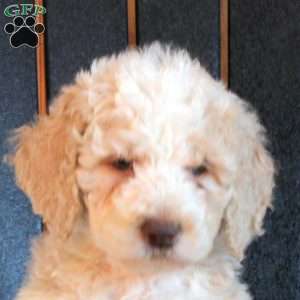 Caleb, Goldendoodle Puppy