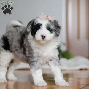 Callie, Sheepadoodle Puppy