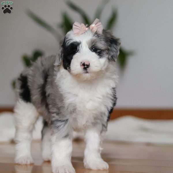 Callie, Sheepadoodle Puppy