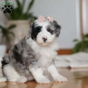Callie, Sheepadoodle Puppy
