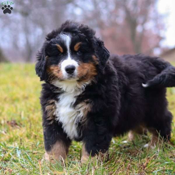 Callie, Bernese Mountain Dog Puppy