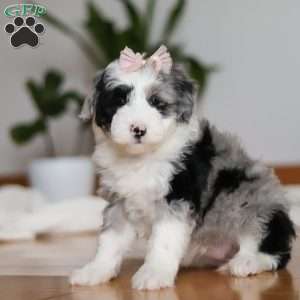 Callie, Sheepadoodle Puppy