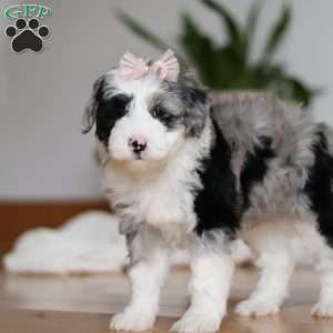 Callie, Sheepadoodle Puppy