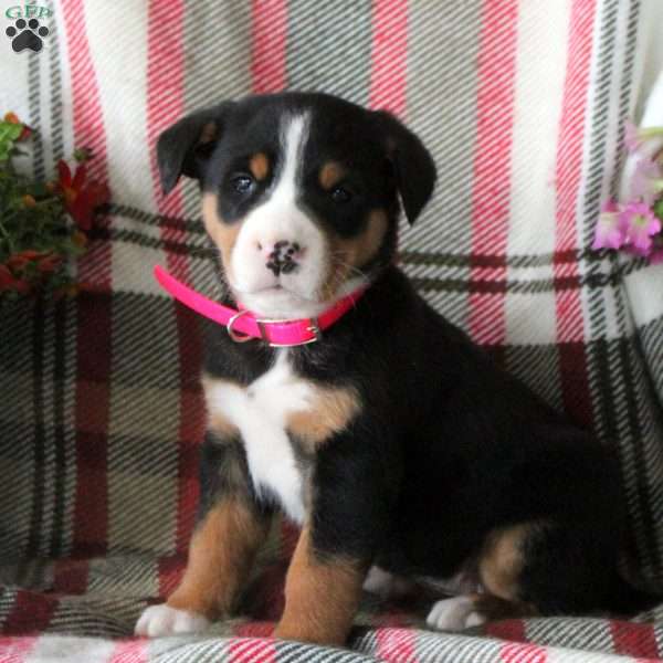 Callie, Greater Swiss Mountain Dog Puppy