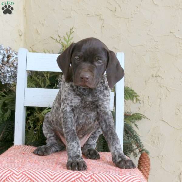 Callie, German Shorthaired Pointer Puppy