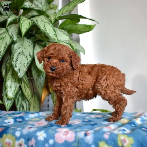 Callie, Mini Goldendoodle Puppy