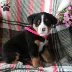 Callie, Greater Swiss Mountain Dog Puppy