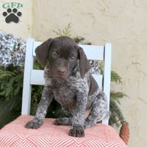 Callie, German Shorthaired Pointer Puppy