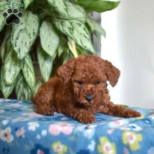 Callie, Mini Goldendoodle Puppy