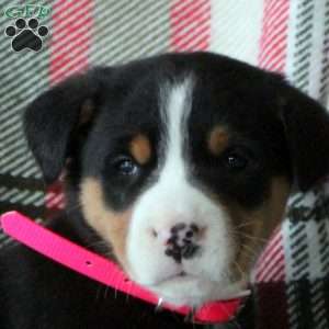 Callie, Greater Swiss Mountain Dog Puppy