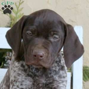 Callie, German Shorthaired Pointer Puppy