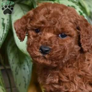 Callie, Mini Goldendoodle Puppy