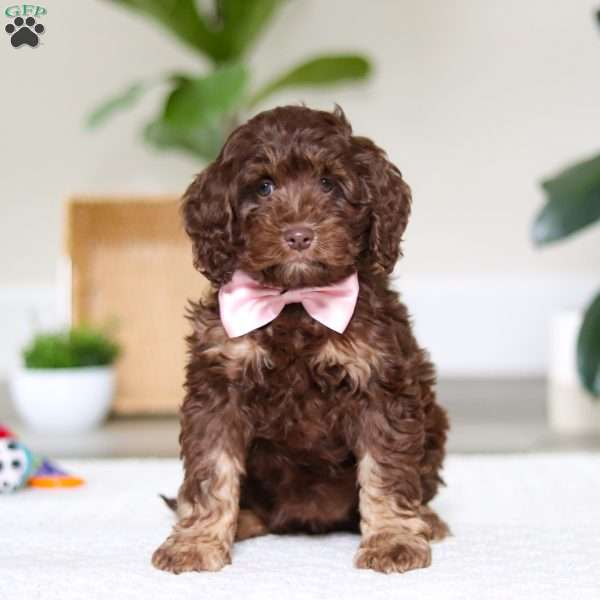 Callie, Cockapoo Puppy