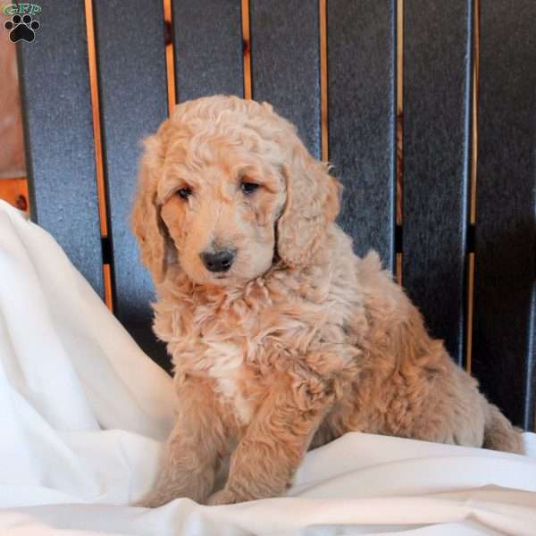 Callum, Goldendoodle Puppy