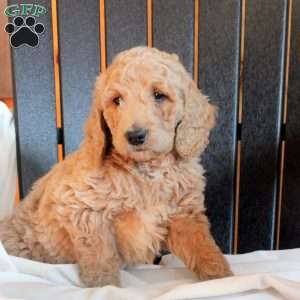 Callum, Goldendoodle Puppy