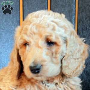 Callum, Goldendoodle Puppy