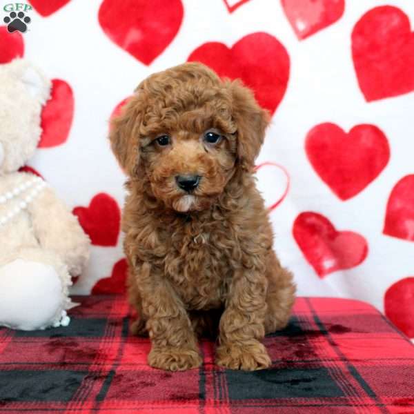 Cameron, Miniature Poodle Puppy