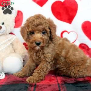 Cameron, Miniature Poodle Puppy