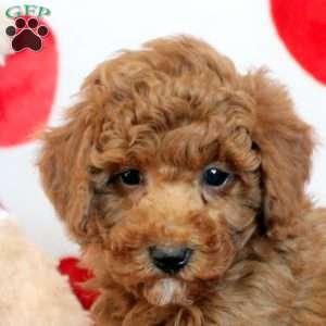 Cameron, Miniature Poodle Puppy