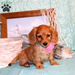 Candace-Mini, Dachshund Puppy