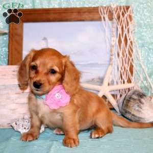 Candace-Mini, Dachshund Puppy