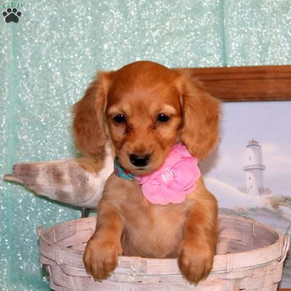 Candace-Mini, Dachshund Puppy