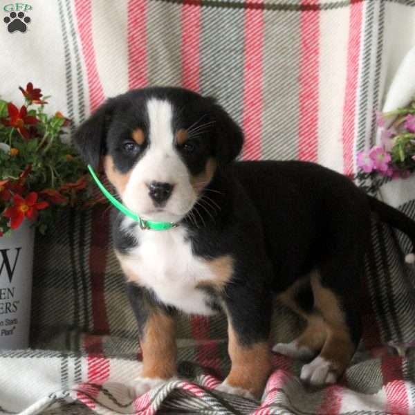 Candy, Greater Swiss Mountain Dog Puppy