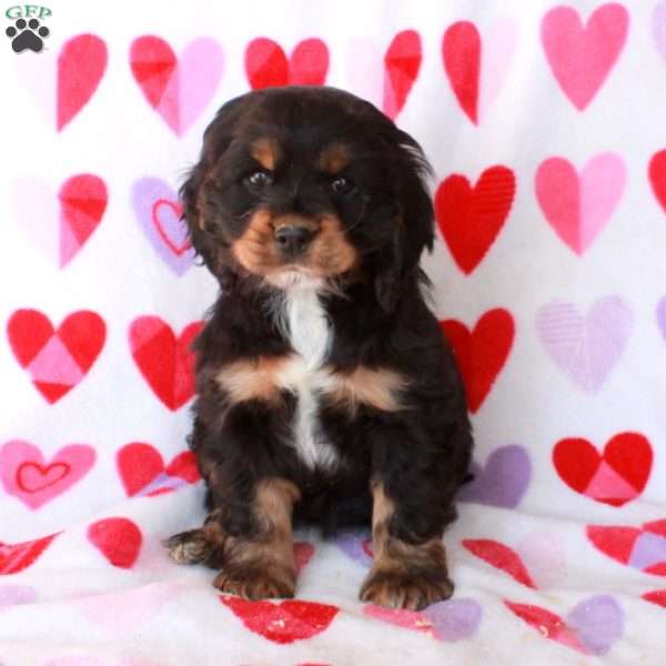 Candy – Phantom, Cocker Spaniel Puppy