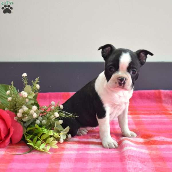 Candy, Boston Terrier Puppy