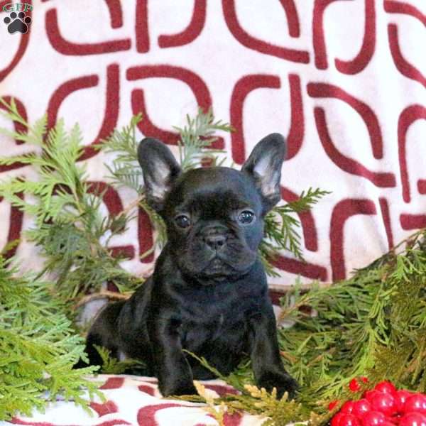 Candy, French Bulldog Puppy