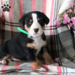 Candy, Greater Swiss Mountain Dog Puppy