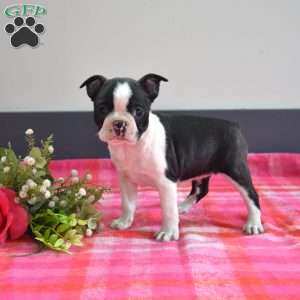Candy, Boston Terrier Puppy