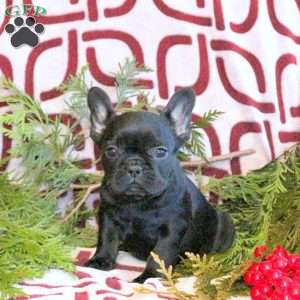 Candy, French Bulldog Puppy