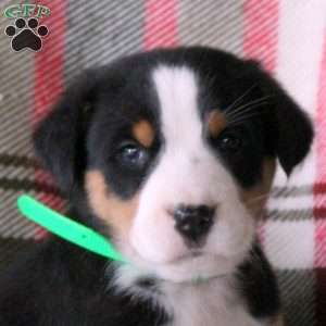 Candy, Greater Swiss Mountain Dog Puppy