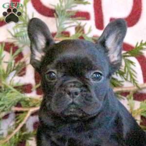 Candy, French Bulldog Puppy