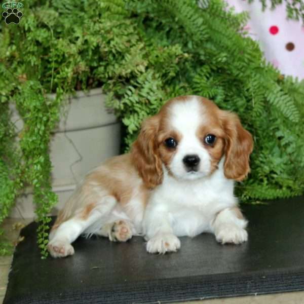 Candy, Cavalier King Charles Spaniel Puppy