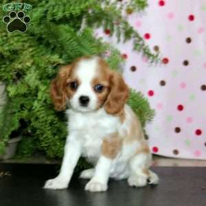 Candy, Cavalier King Charles Spaniel Puppy