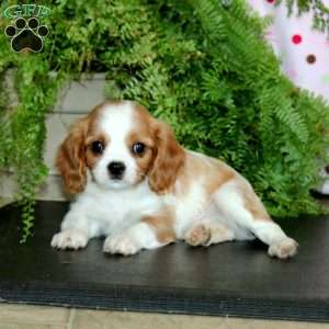 Candy, Cavalier King Charles Spaniel Puppy