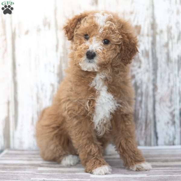 Cannon, Mini Labradoodle Puppy
