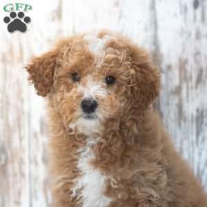 Cannon, Mini Labradoodle Puppy