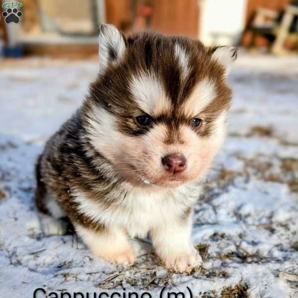 Cappuccino, Siberian Husky Puppy