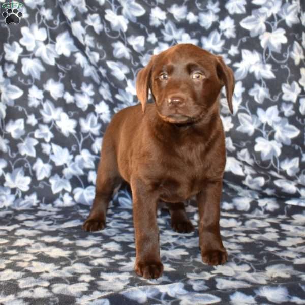 Capri, Chocolate Labrador Retriever Puppy