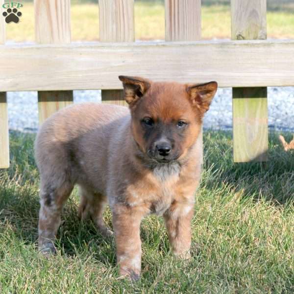 Captain, Blue Heeler – Australian Cattle Dog Puppy