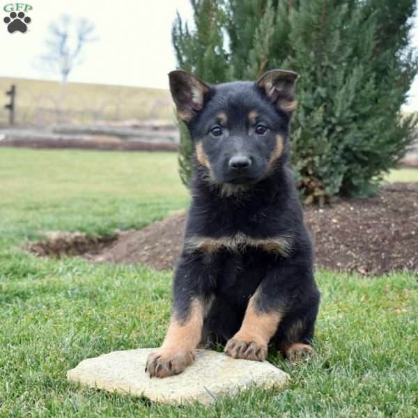Captain, German Shepherd Puppy